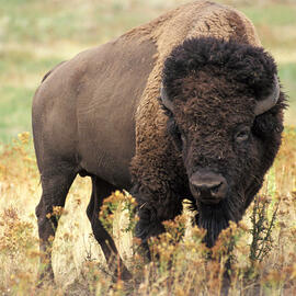 The Bison of Yellowstone National Park